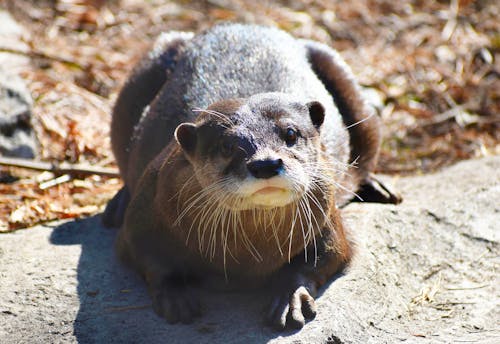Closeup of a Lying Otter