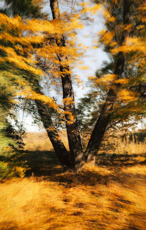 View of a Tree with Autumnal Leaves in a Park 