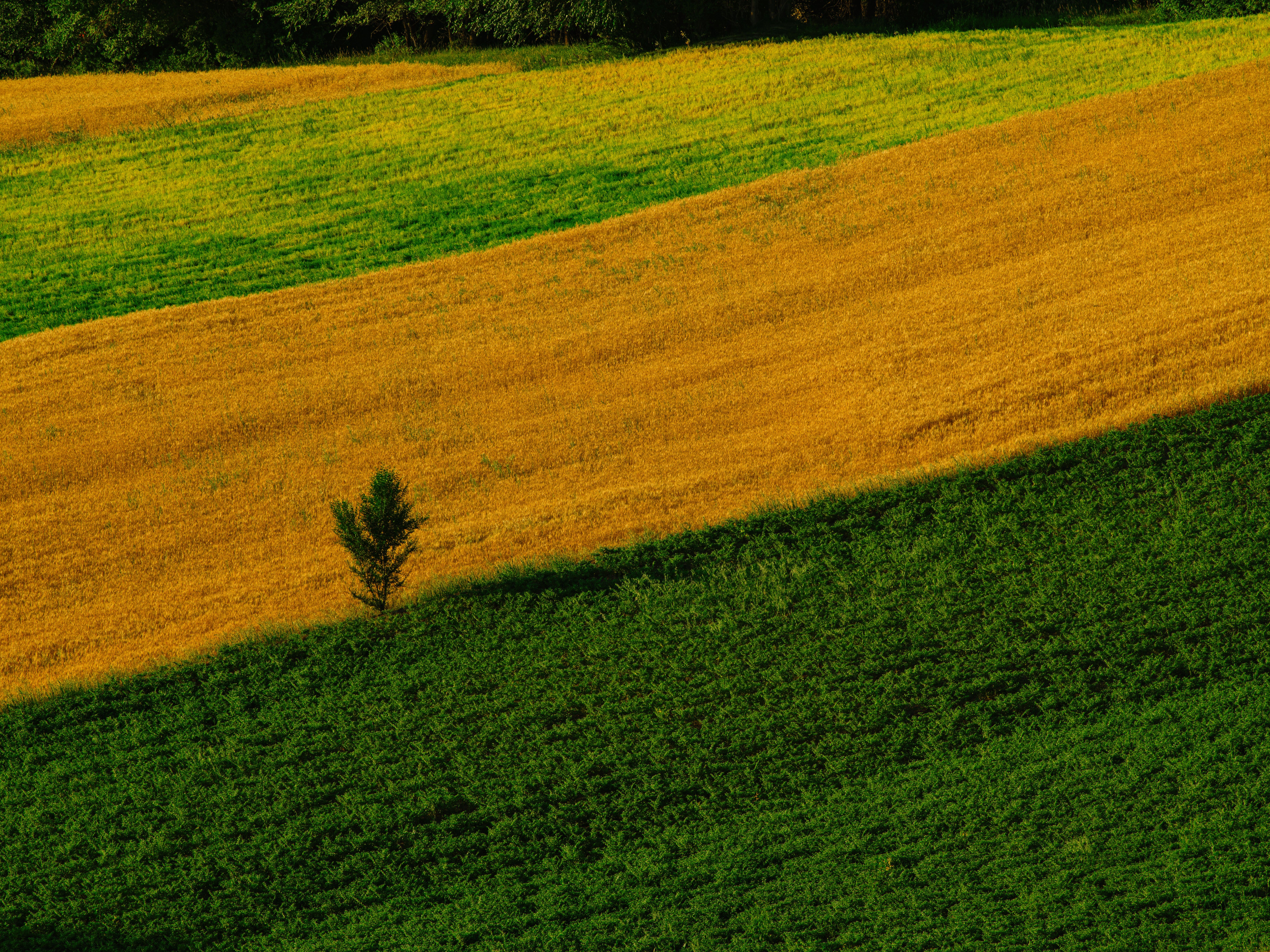 Sunflower Crop Rotation: Building Soil Health for Long-Term Yields