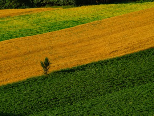 Imagine de stoc gratuită din agricultură, arbore, câmpuri