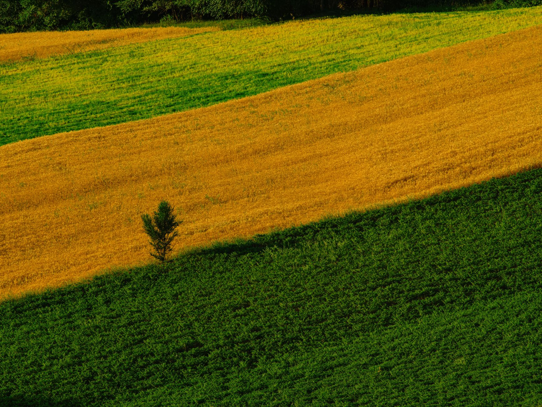 Sunflower Crop Rotation: Building Soil Health for Long-Term Yields