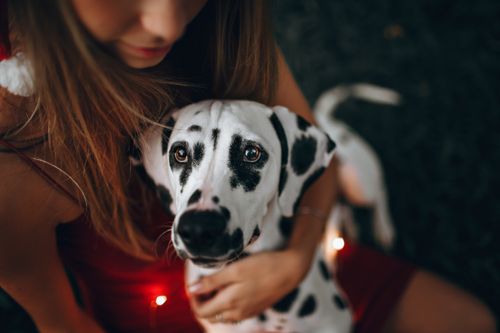 Free Close-up of a woman hugging a Dalmatian dog wrapped in decorative lights. Stock Photo
