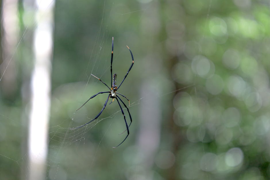 Detailed view of a spider on its web against a blurred forest backdrop.