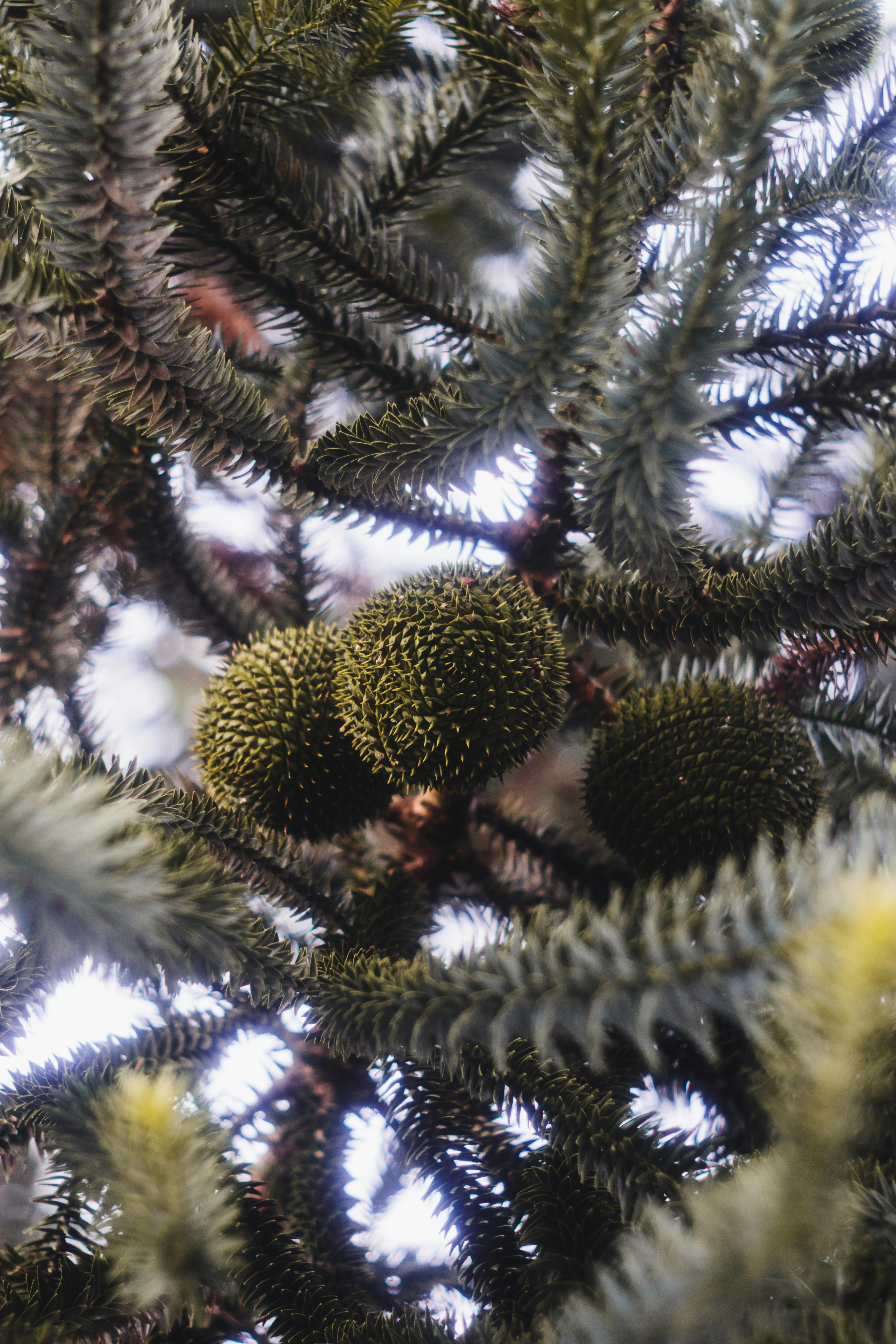 Free stock photo of #green, android wallpaper, Araucaria