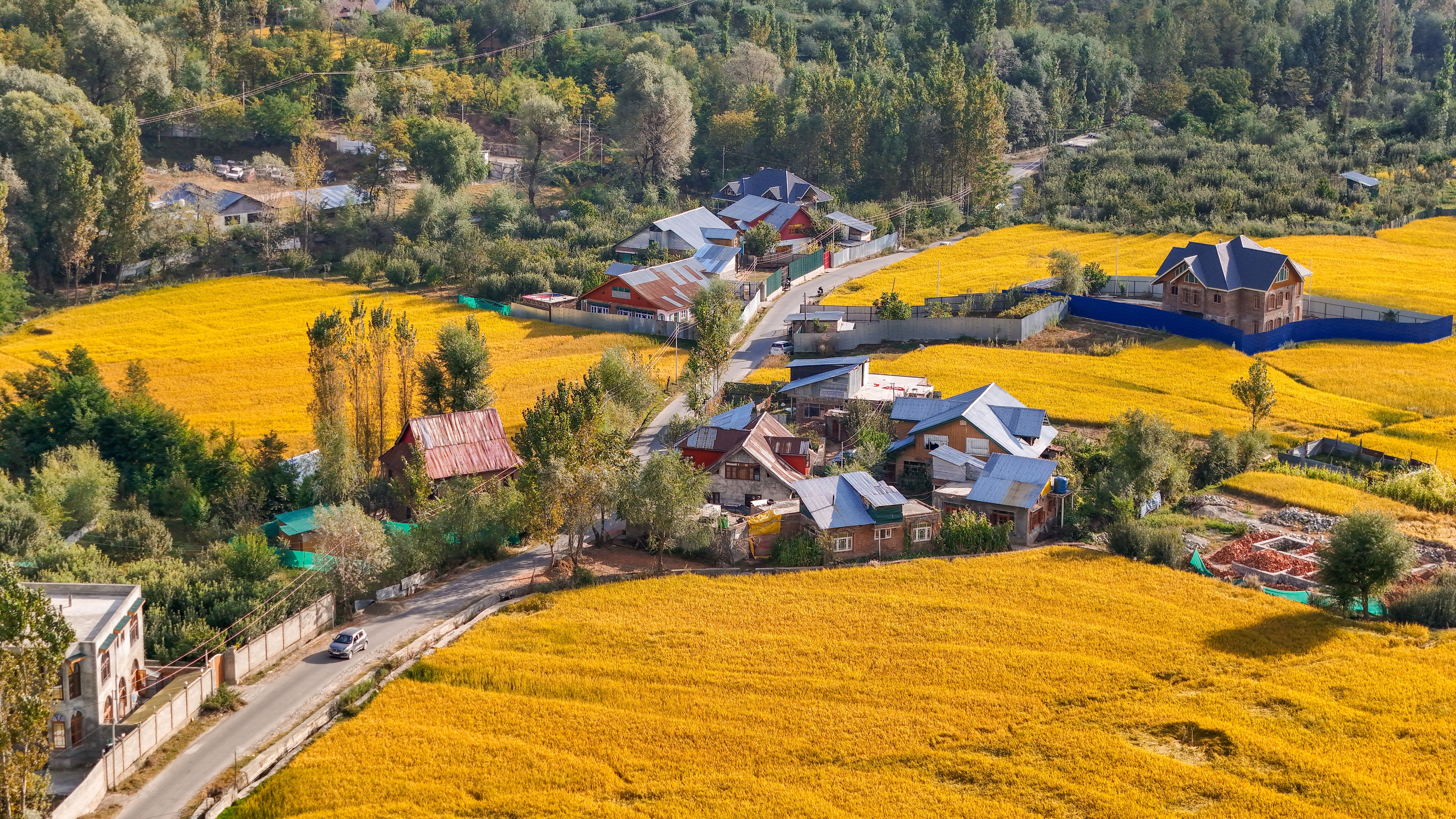 Scenic aerial view of a rural village surrounded by lush canola fields and forested landscape.