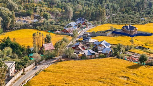 คลังภาพถ่ายฟรี ของ การเกษตร, คาโนลา, ชนบท