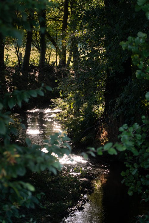 View of a Stream in a Forest 