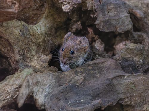 Free Cute bank vole peeking through tree bark in a natural setting, showcasing its environment and behavior. Stock Photo