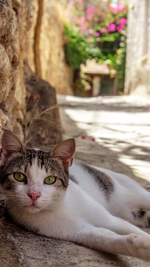 Fotos de stock gratuitas de acostado, cerca, fotografía de animales