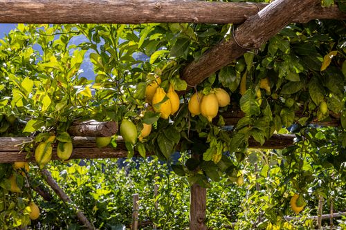 Free A vibrant capture of ripe lemons growing on a wooden trellis in a sunlit garden setting. Stock Photo