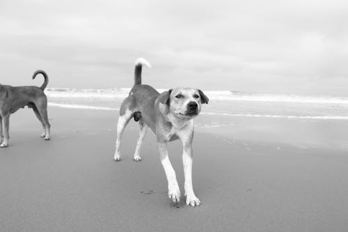 Fotobanka s bezplatnými fotkami na tému čierny a biely, more, piesok