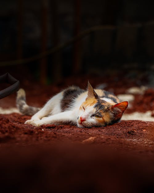 Fotobanka s bezplatnými fotkami na tému dno, klamanie, mačka