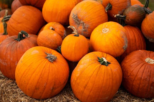 Heap of Pumpkins Lying on the Ground 