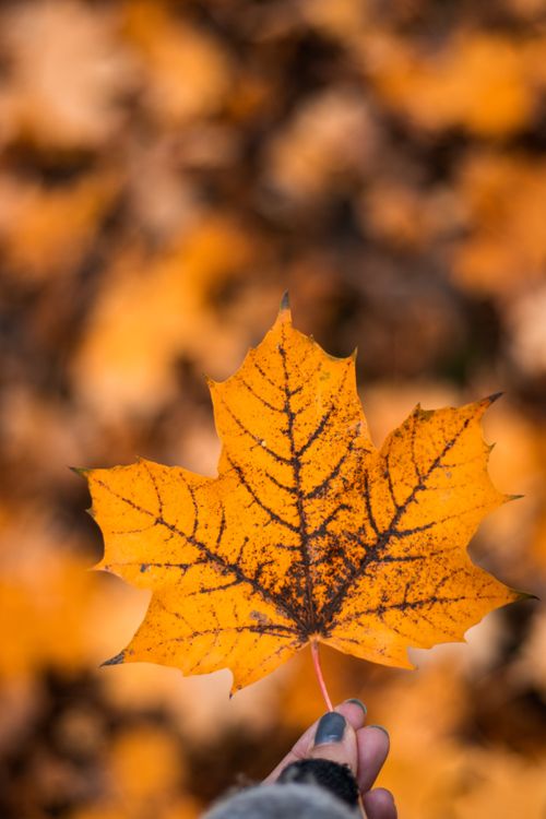 Free A detailed shot of a human hand holding a vibrant orange maple leaf during fall. Stock Photo