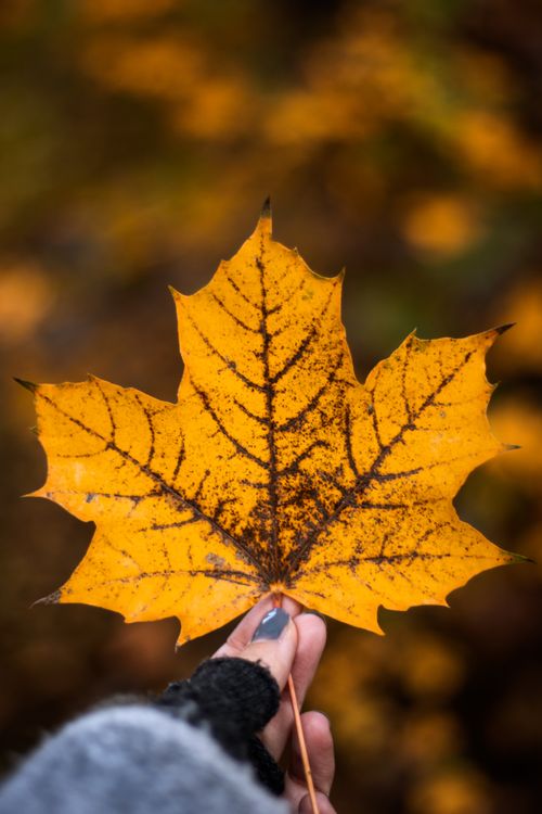 Free A detailed close-up of a hand holding a vibrant autumn leaf with a blurred background. Stock Photo
