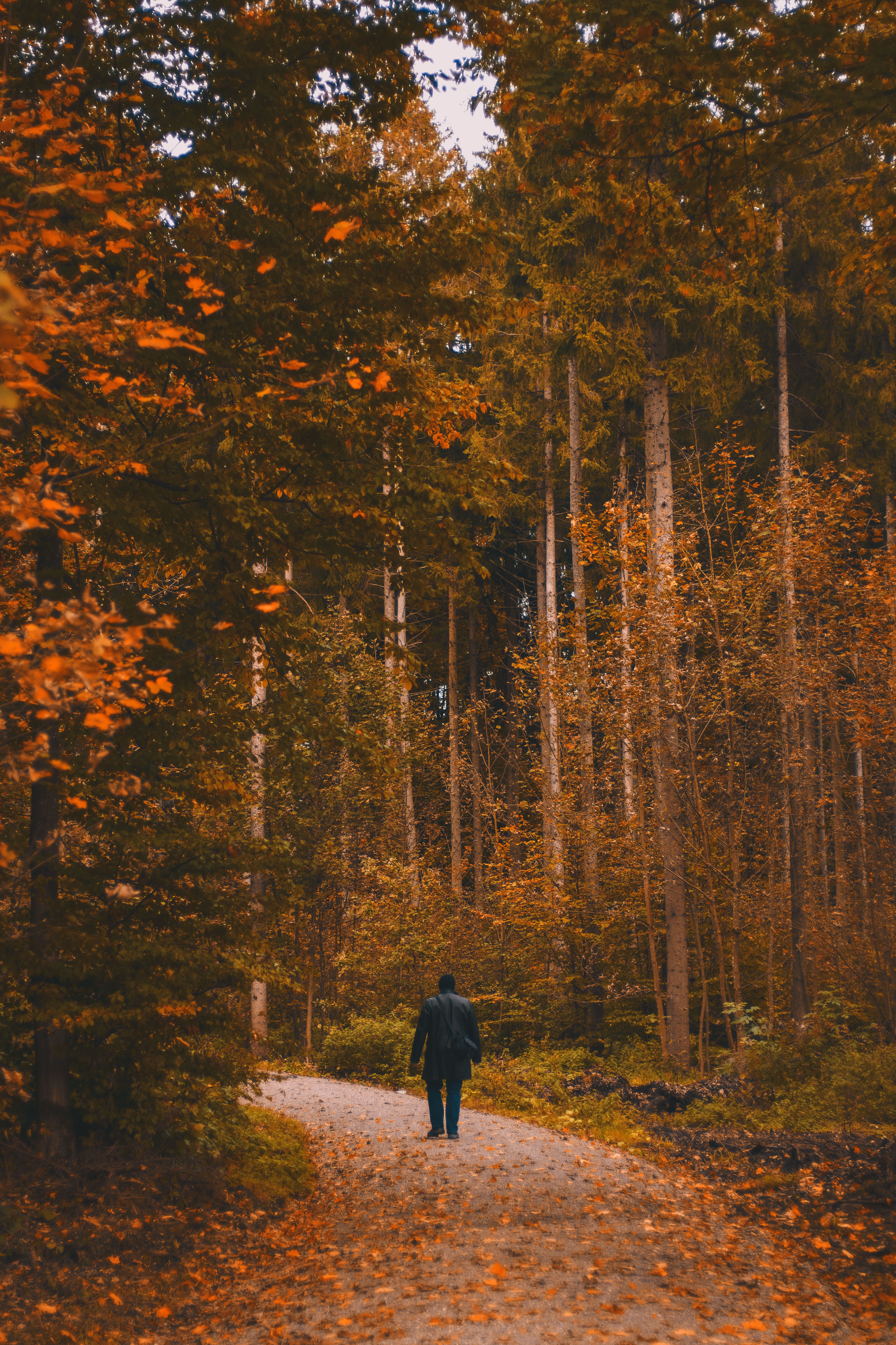 Man Standing on Road Near Trees · Free Stock Photo