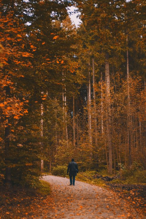 Free A solitary figure walks along a scenic forest path surrounded by autumn foliage. Stock Photo