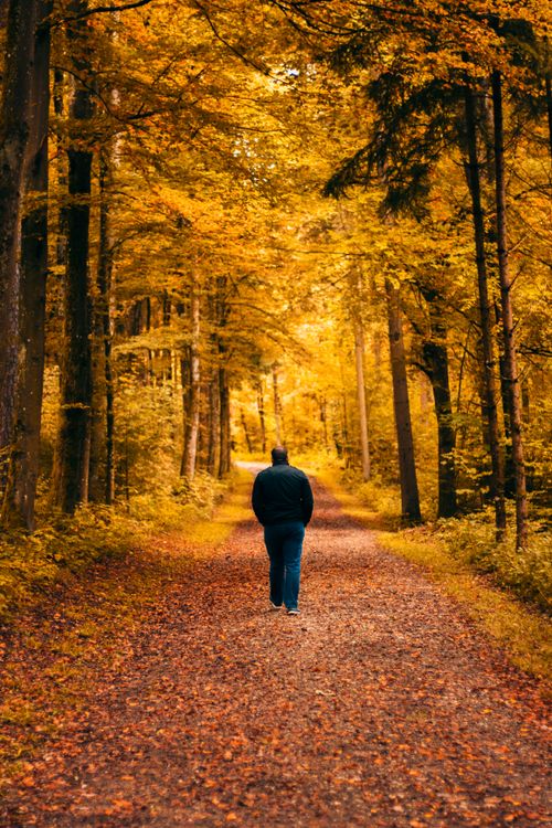 Free A lone man walks down a peaceful forest path surrounded by bright autumn leaves, capturing the essence of fall. Stock Photo