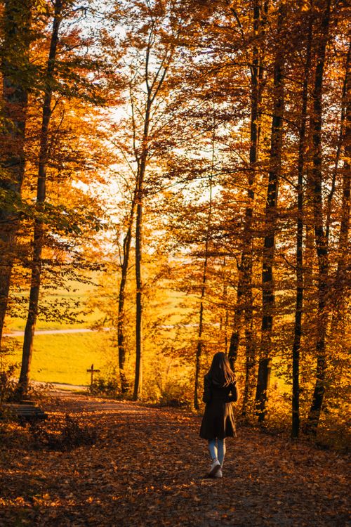 Free A woman walks through a vibrant autumn forest, surrounded by golden leaves. Stock Photo