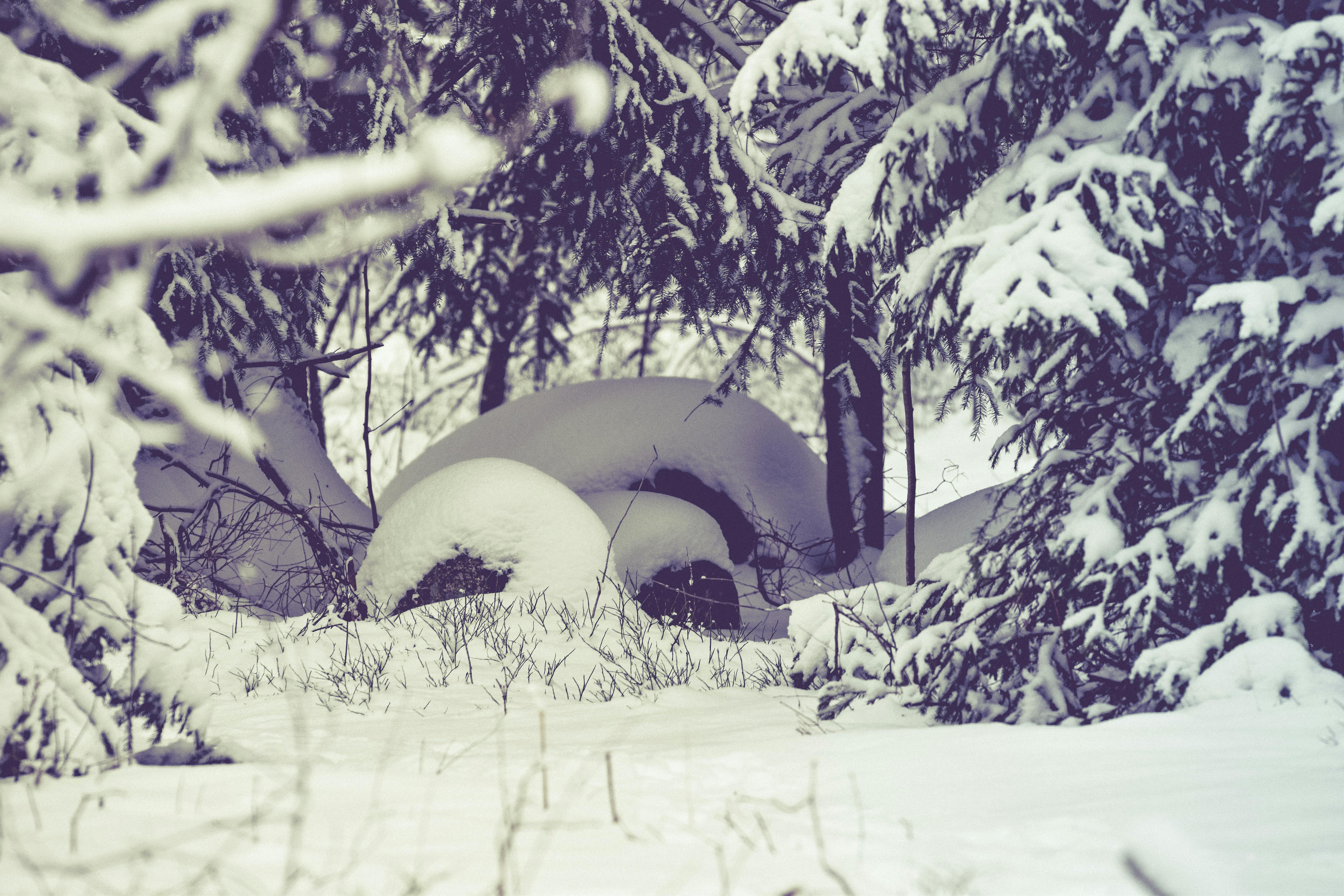 Free Stock Photo Of Forest Winter Winter Landscape