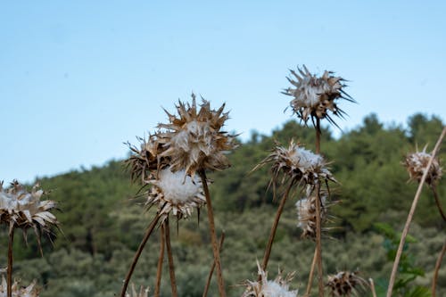 Dry Flowers in Nature