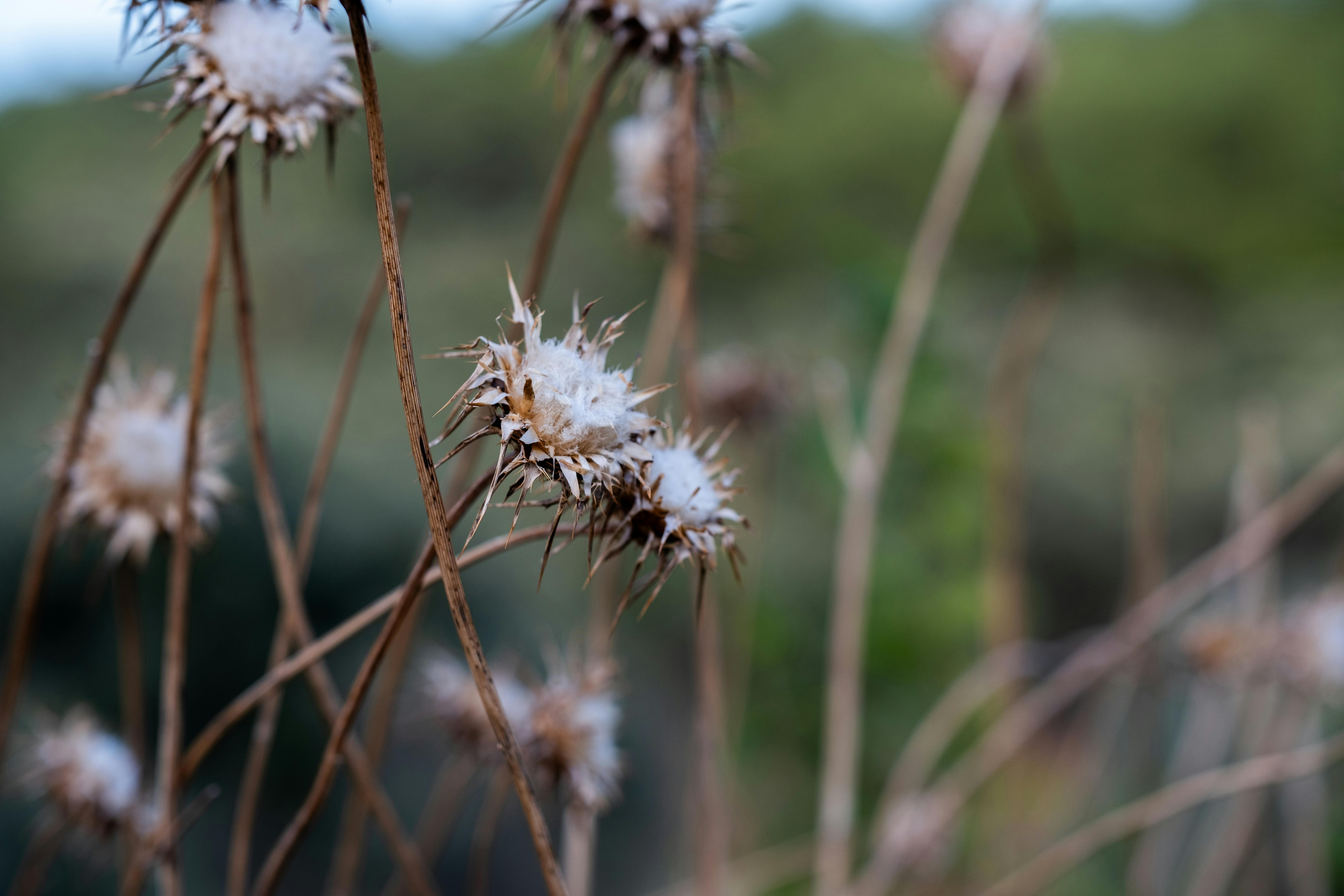 A close up of some dried plants with some white flowers · Free Stock