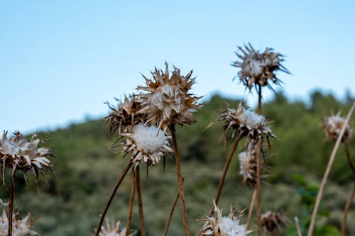 Dry Flowers in Nature