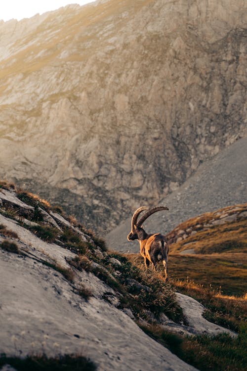 Fotobanka s bezplatnými fotkami na tému alpský ibex, divá príroda, fotografie zvierat žijúcich vo voľnej prírode