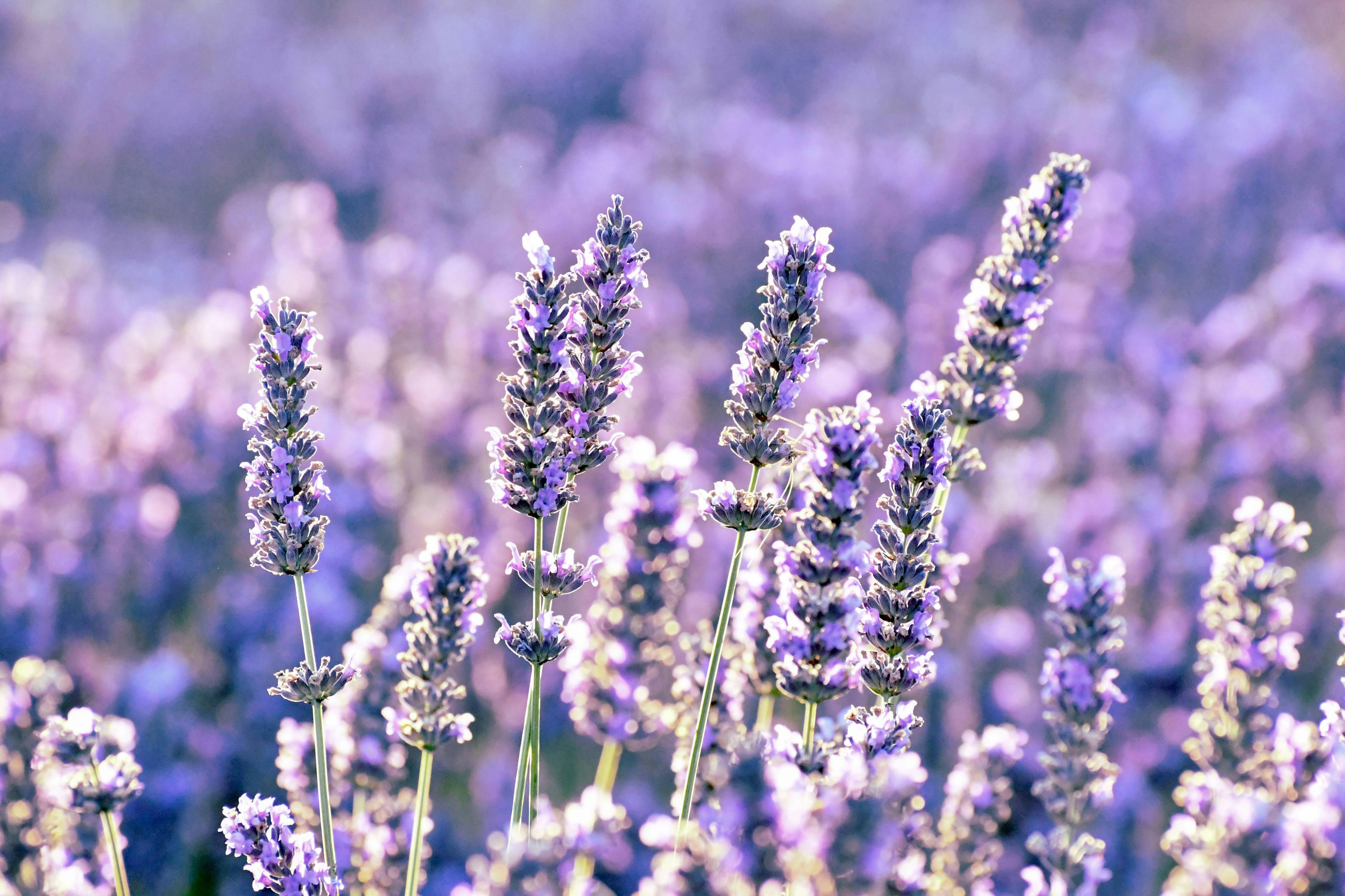 Free stock photo of blooming lavender, color, lavender