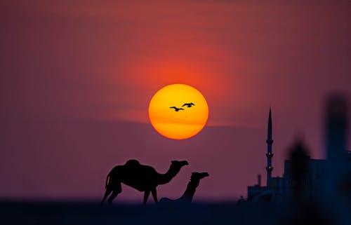 Arabian sunsets with the theme of camel and mosque