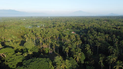 Aerial View of a Tropical Forest