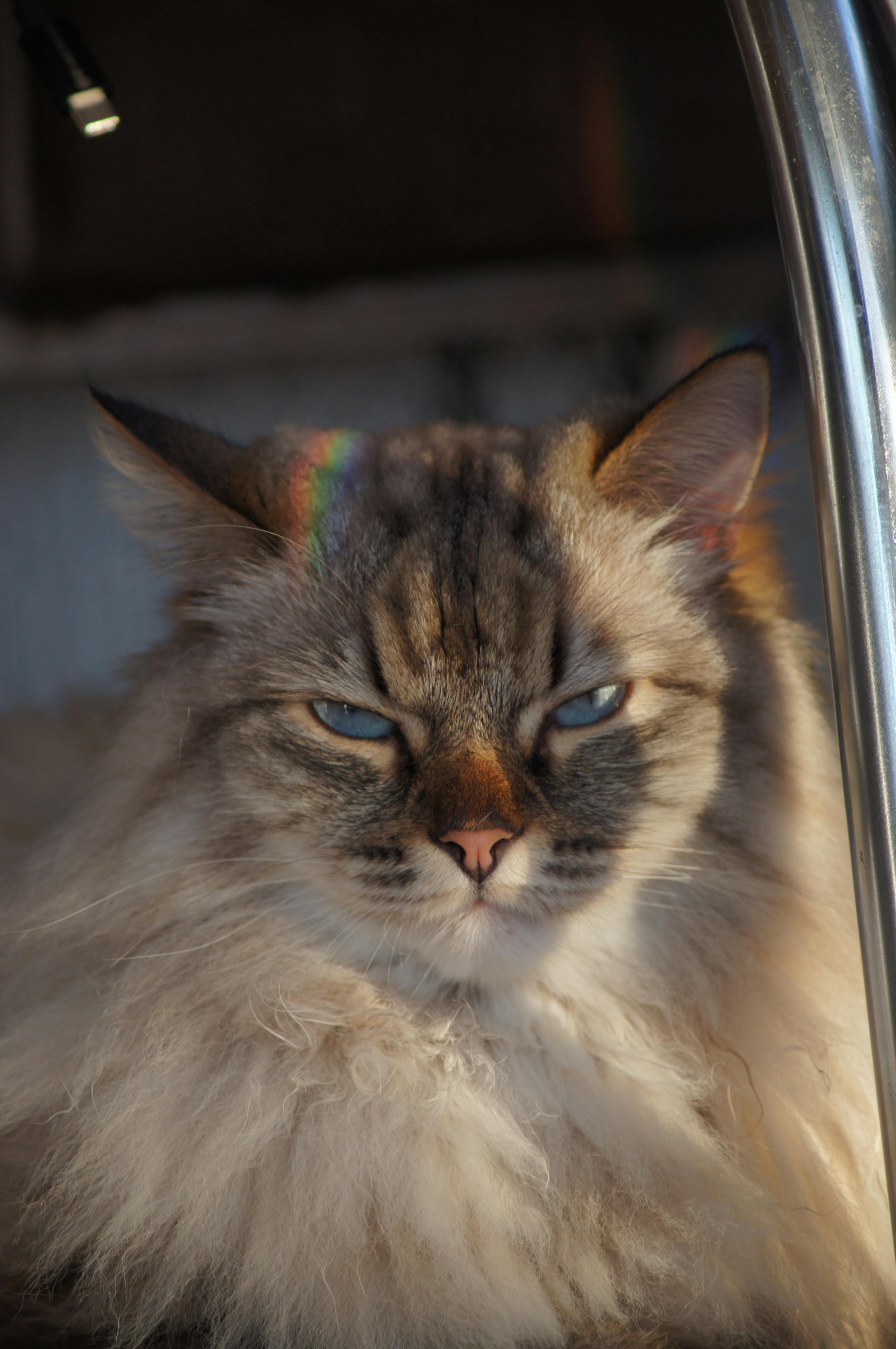 Grumpy Cat Pictures  Download Free Images on Unsplash