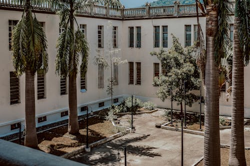 Palm Trees in Courtyard