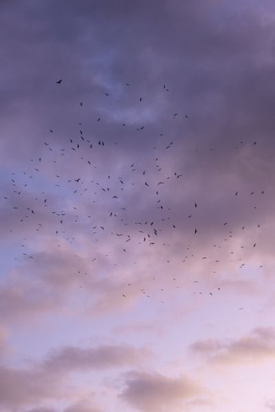 Flock of birds across a pastel dusk sky, photo by Achraf Alan on Pexels