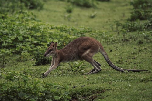Foto profissional grátis de campina, canguru, fotografia animal