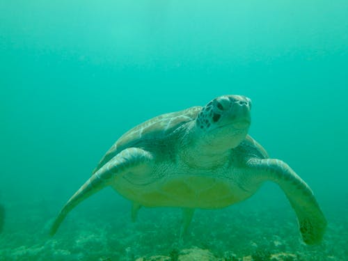 Kostenloses Stock Foto zu baden, chelonia mydas, grüne meeresschildkröte