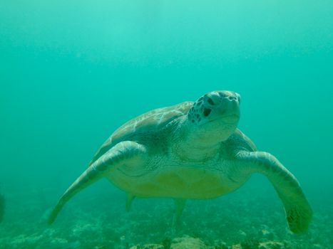 Captivating close-up of a green sea turtle gracefully swimming underwater in clear ocean waters.