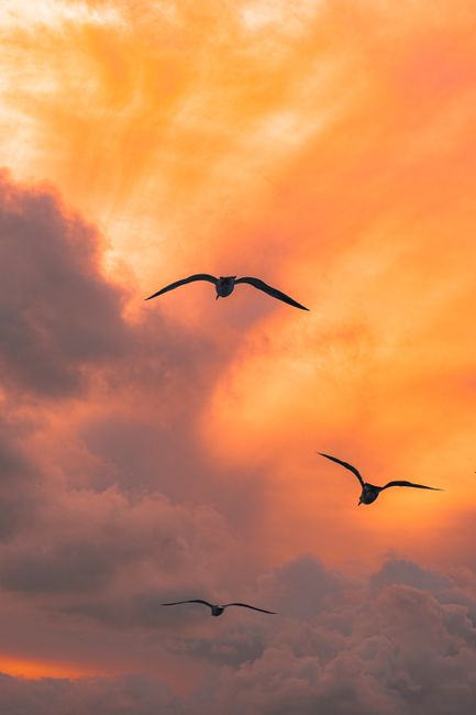 Three seagulls flying against a dramatic and colorful sunset with cloud formations.