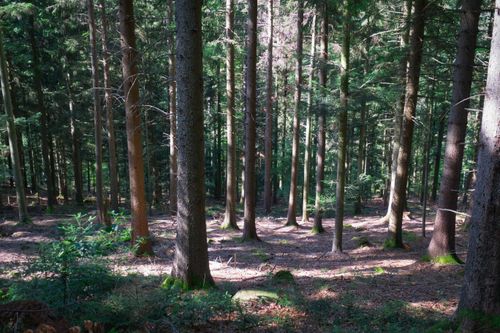 Free Tranquil forest scene with tall conifer trees in Bad Herrenalb, Germany. Stock Photo