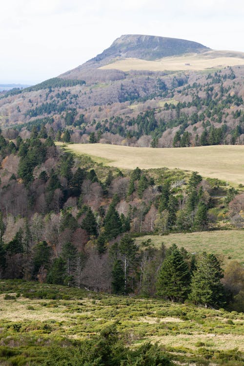 Meadows and Forest in Mountain Landscape