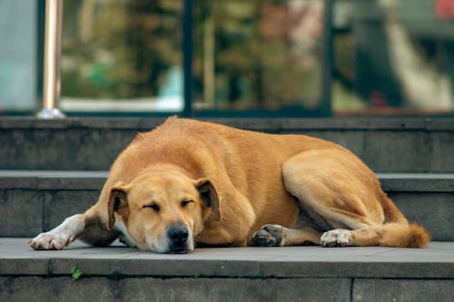 Free Ginger Dog Lying on Steps Stock Photo