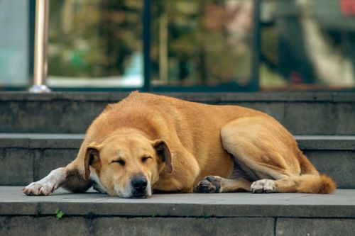 Free A ginger dog peacefully sleeping on urban steps, embodying tranquility and relaxation. Stock Photo