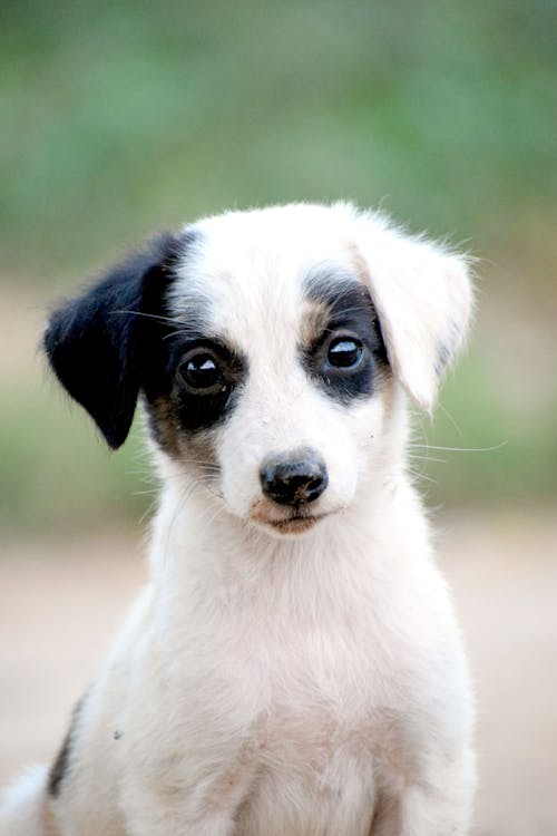 Portrait of a Black and White Puppy 