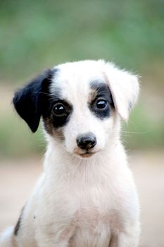Cute black and white puppy with expressive eyes, perfect for pet lovers.