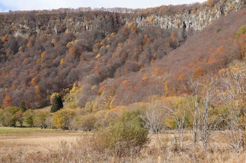 山岳, 山脈, 木の無料の写真素材