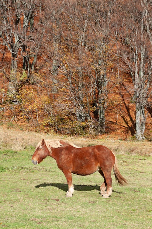 Horse Stands on Pasture by Forest