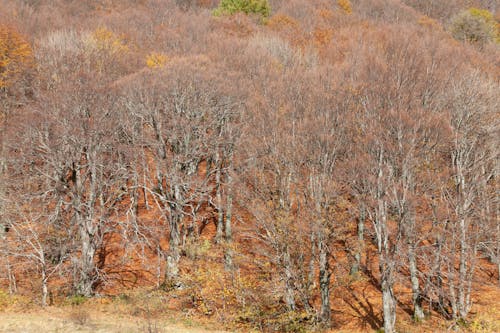 Bare Forest in Autumn