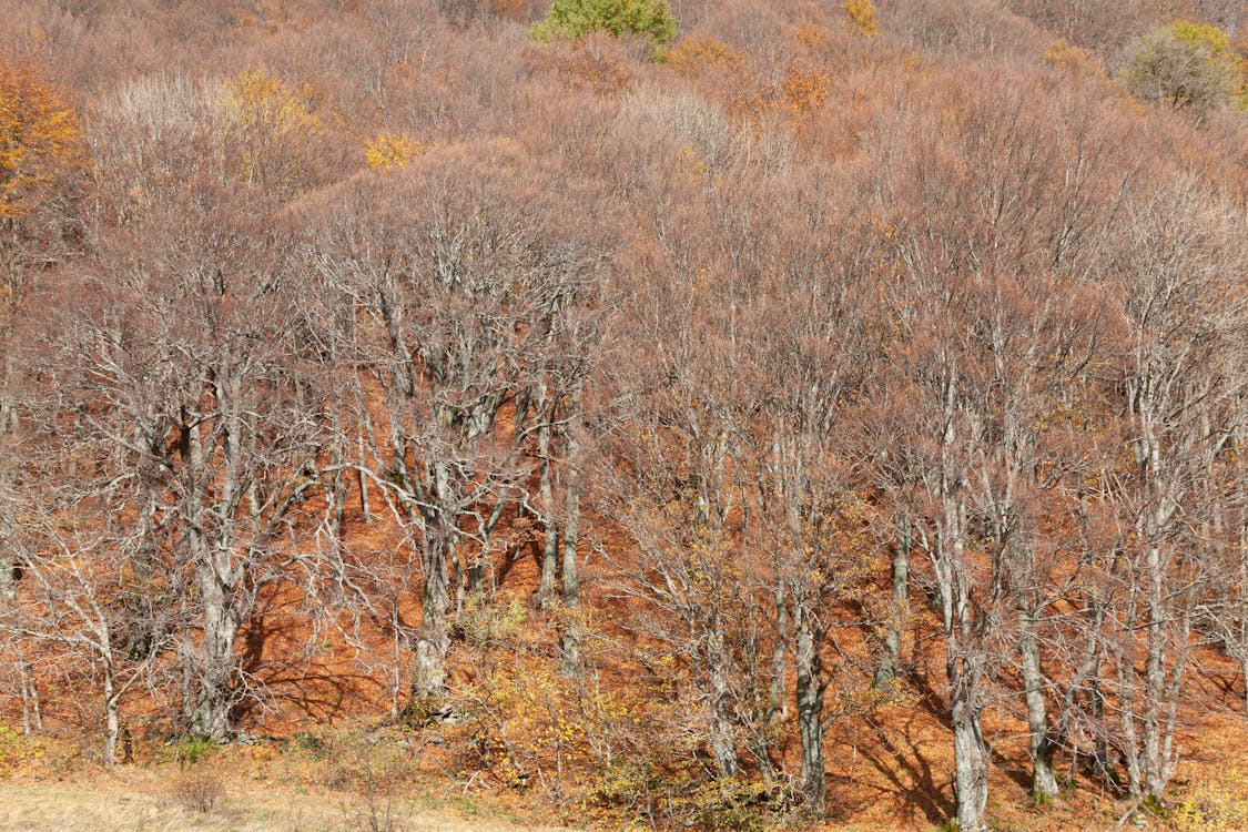 Foto profissional grátis de árvores, cenário, declínio