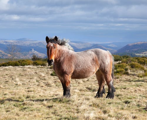 Chestnut Horse Stands in Pasture