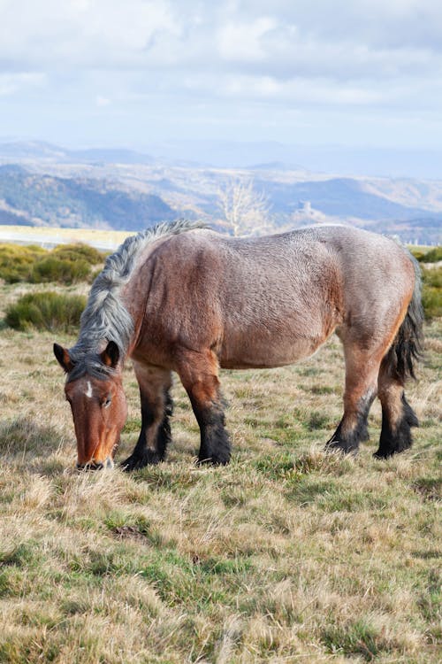 Horse Grazing in Mountain Pasture